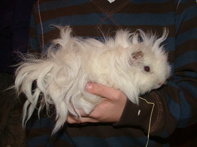 White guinea-pig (Jamie)