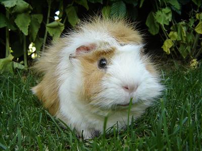 Brown-White guinea-pig (Jessy)