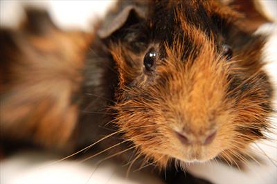 Black-brown guinea-pig (Pietro)
