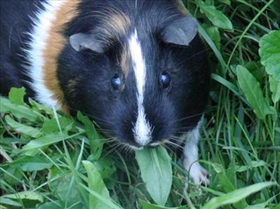 Striped tricolor guinea-pig (Author's guinea-pig: Margit)