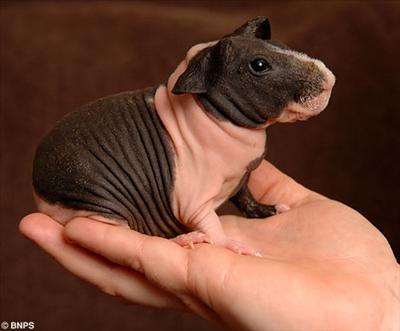 Skinny guinea-pig (George)