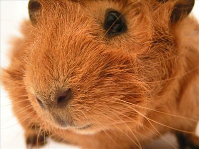 Red guinea-pig (Ashley)
