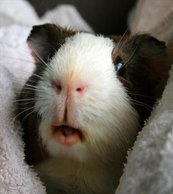 Black-White guinea-pig (Carolina)