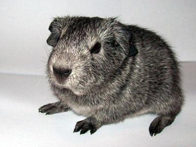 Gray guinea-pig (Odin)