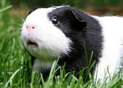 White-Black guinea-pig(Carlos)