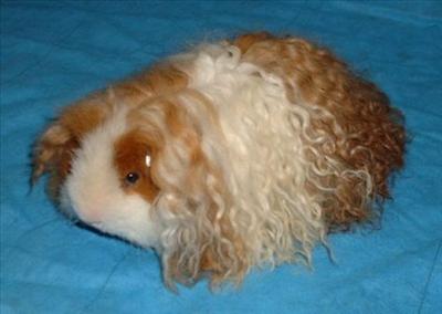 Brown-white guinea-pig (Deniel)
