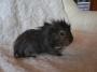 Gray guinea-pig (Punky)