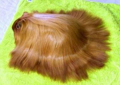 Brown guinea-pig (Maria)