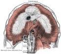 Diaphragm 