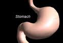Stomach