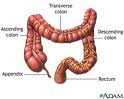 Large Intestine