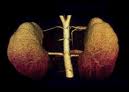 Kidneys