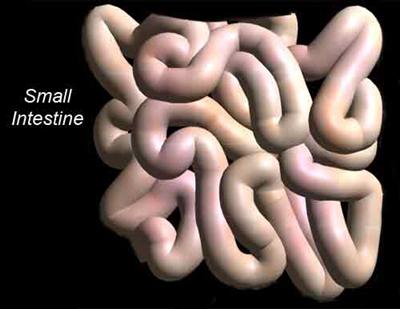 Small intestine