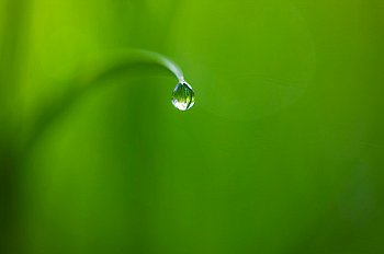 Fresh Dew