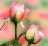 Friendship doubles your joys and divides your sorrows
