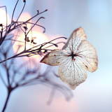 Whats popular is not always right; Whats right is not always popular.