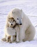 Nothing is so strong as gentleness. Nothing is so gentle as real strength