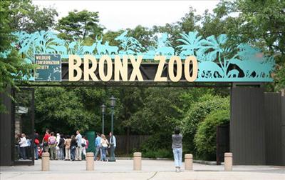 The Bronx Zoo
