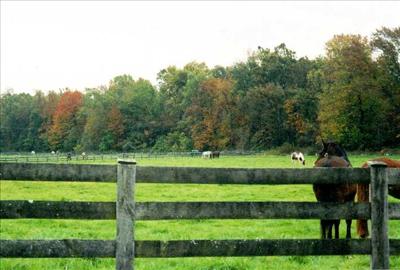 Horseback ride on Pelham Parkway