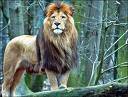 Aslan
