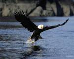Kartal