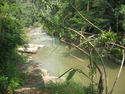Thailand Jungle