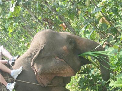 Elephant Ride
