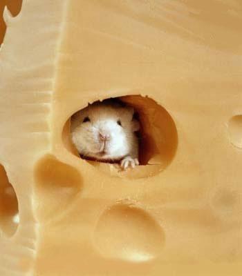 mouse in cheese