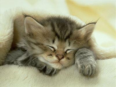 chat