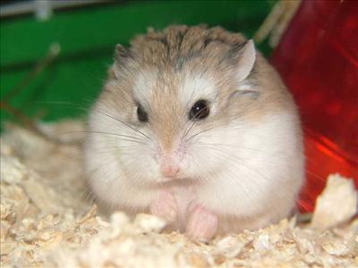 hamster