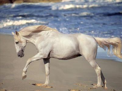 cheval