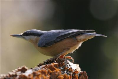 oiseau