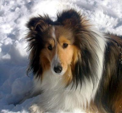 Chien