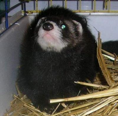 furet 