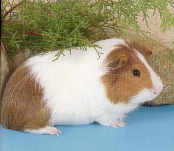 cochon d'inde