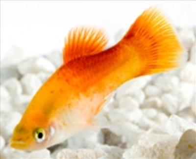 poisson