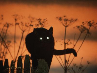Tramonto felino