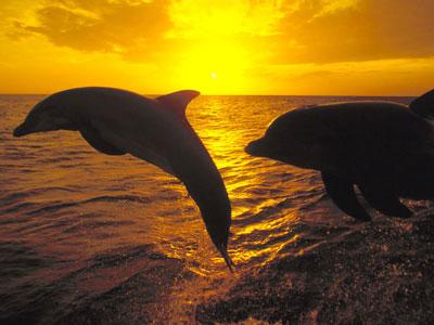 Tramonto tra i Delfini