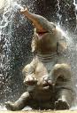 happy elephant