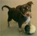 Happy Puppy