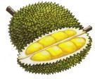 Durian