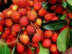 Rambutan Aceh