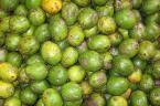 Buah Kedondong