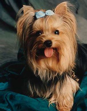 Yorkshire love woof