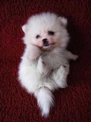Pomeranian hello woof
