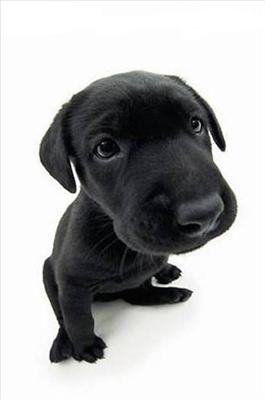 Labrador  cute woof