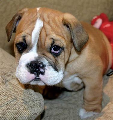 Bulldog angry woof