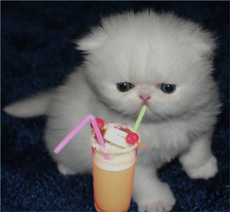 Drinking kitten.