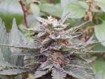 nice weed