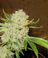super skunk